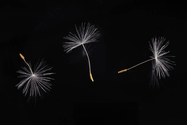 Three Taraxacum officinale dandelion seed on black background Three Taraxacum officinale dandelion seed on black background; isolated color close up studio photo. pappus stock pictures, royalty-free photos & images
