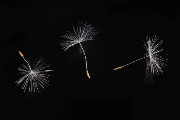 Three Taraxacum officinale dandelion seed on black background; isolated color close up studio photo.