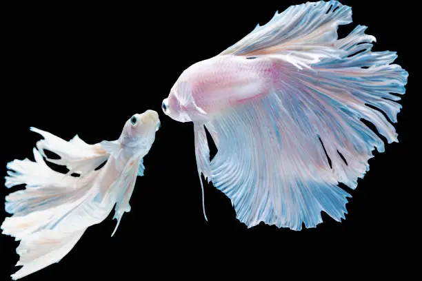 Two white betta spendens fighting fish (Rosetail) Halfmoon fancy over isolated black background with copy space. The moving moment beautiful Siamese betta fish with clipping path.