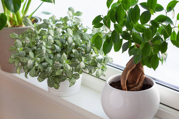 green houseplants fittonia, monstera and ficus microcarpa ginseng in white flowerpots on window green houseplants fittonia, monstera and ficus microcarpa ginseng in white flowerpots on window ficus microcarpa bonsai stock pictures, royalty-free photos & images