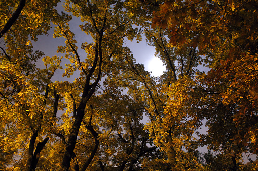 Autumn forest image: yellow, brown trees at night under moonlight; color photo.