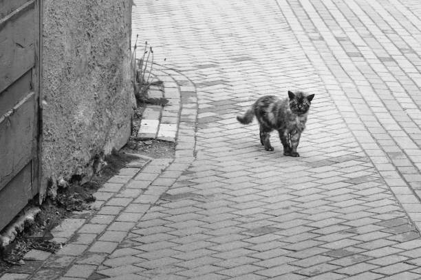 The real grumpy cat: scary stray cat on city street; black and white photo.