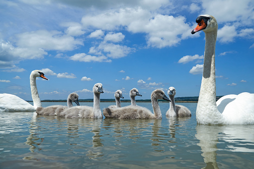 Mute swan (Cygnus olor) bird family with cygnets swimming together in the lake Balaton