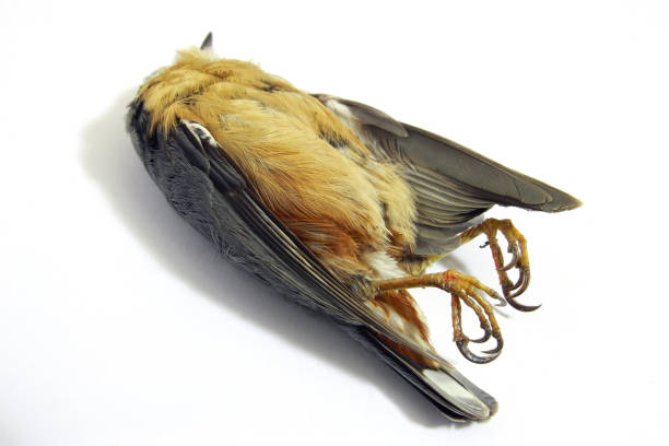 istock Shot dead bird (nuthatch) body on white background 1304012410