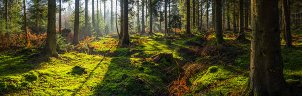 ombres longues chaudes de lumière du soleil profondément dans le panorama moussé de forêt - forest fern glade copse photos et images de collection