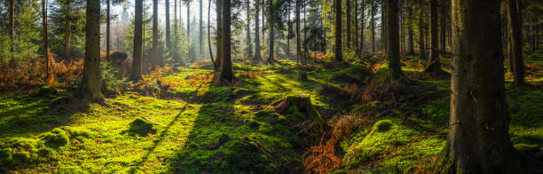 istock Warm sunlight long shadows deep in mossy forest panorama 1304013578