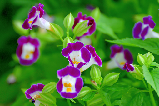 Torenia, also known as wishbone flower, is a perennial plant. The plant derives its name from the wishbone-shaped stamen found inside the flower’s throat. The plant is in bloom in summer and autumn and the flowers come in various colors, including white, blue, purple, yellow, pink and violet.