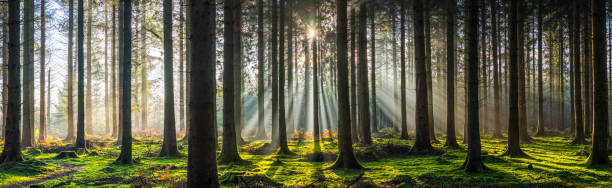 istock New day dawning in idyllic forest glade sunbeams wilderness panorama 1304013708