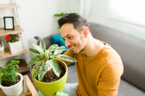 istock Good-looking man planting houseplants at home 1304013723