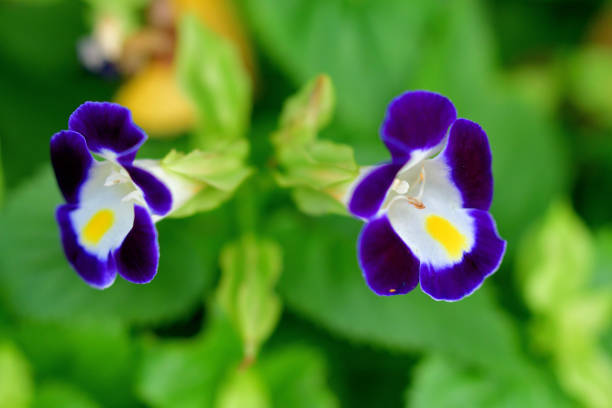istock Torenia / Wishbone Flower 1304014266