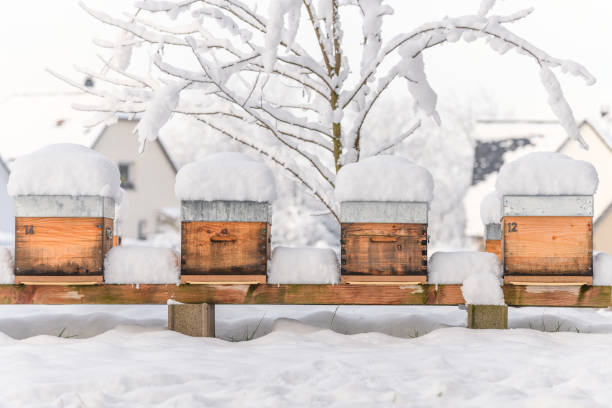 istock Beehives in apiary covered with snow in wintertime 1304014726