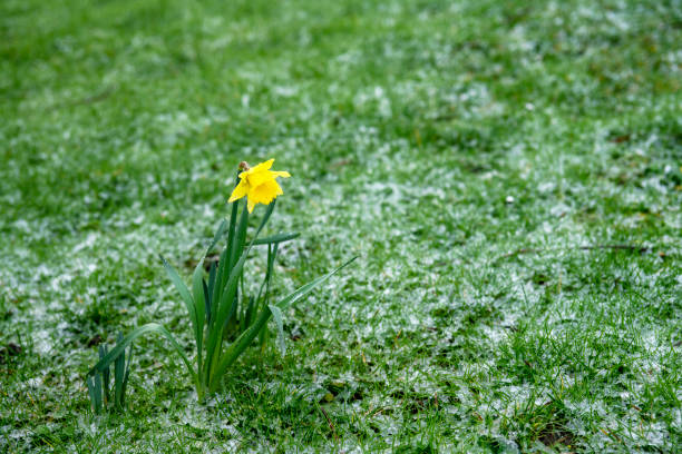 une seule jonquille dans la neige - flower winter narcissus daffodil yellow photos et images de collection