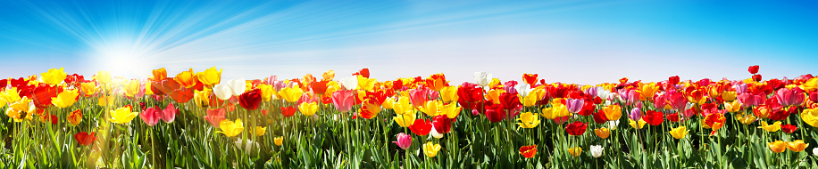 Tulips In Spring - Panoramic Tulip Field - Different Varieties