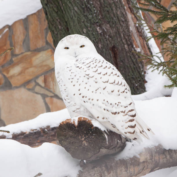 istock a white owl sits on a tree in winter 1304015472