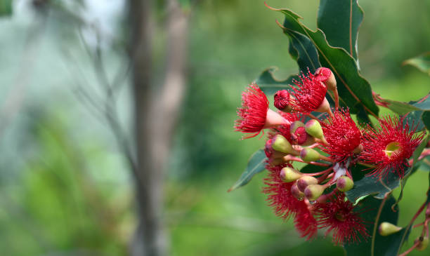 fleurs rouges de l’arbre de gomme fleurissant indigène australien corymbia ficifolia - eucalyptus eucalyptus tree leaf tree photos et images de collection