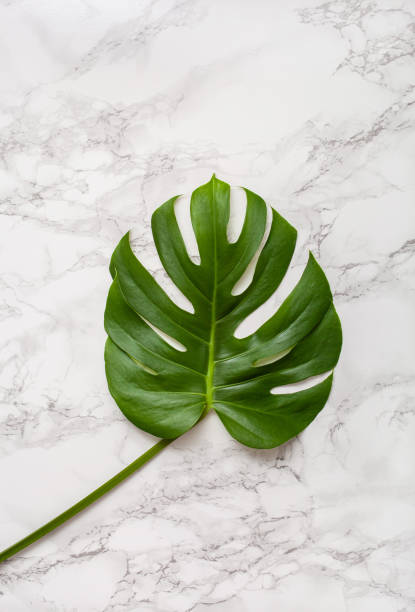 istock monstera leaf tropical plant on marble background 1304016831
