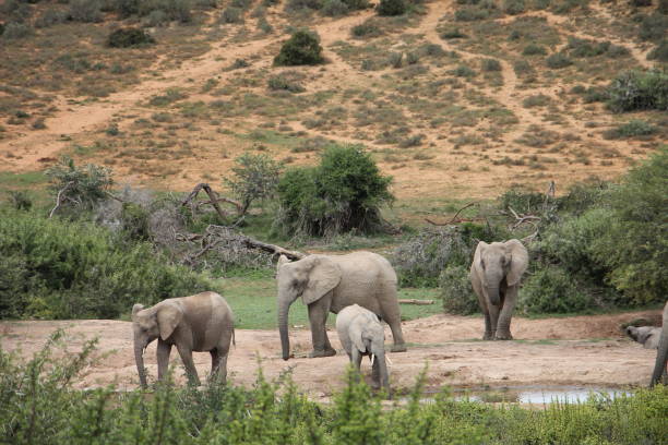 istock Addo Elephants S. Africa 1304016932