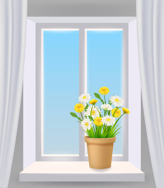 ilustraciones, imágenes clip art, dibujos animados e iconos de stock de vista de ventana en interior, primavera, maceta con flores margarita y dientes de león en alféizar de ventana, cortinas. ilustración vectorial realista - chamomile plant glass nature flower