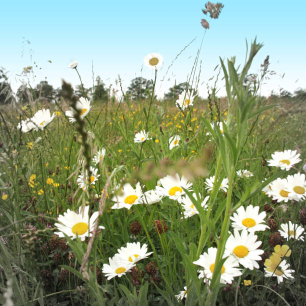 istock White flowers in a field 1304017231