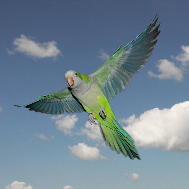 A flying green quaker parrot A flying green quaker parrot with a blue sky as background monk parakeet stock pictures, royalty-free photos & images