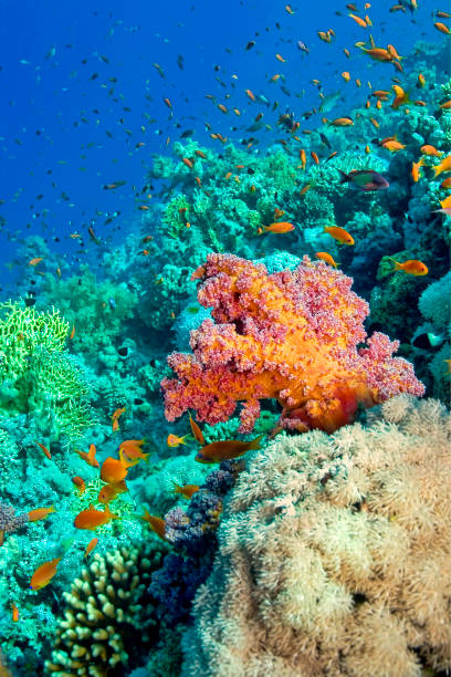 istock Coral Reef Underwater Landscape, Red Sea, Egypt 1304018181