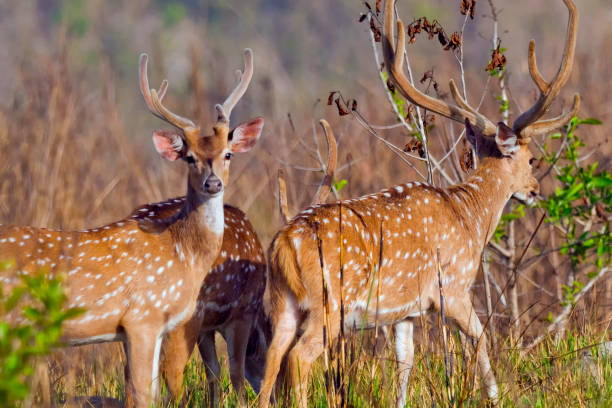 istock Spotted Deer, Royal Bardia National Park, Nepal 1304018215