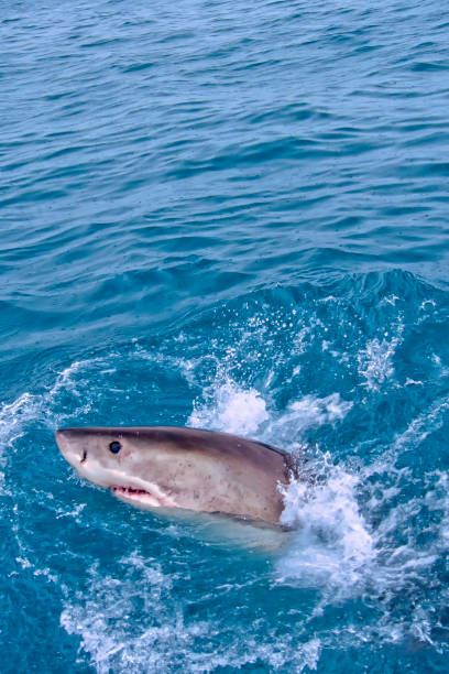 istock Great White Shark, Gansbaai, South Africa 1304018231