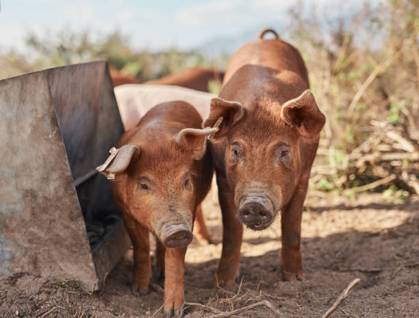 istock A pig that's free is super happy 1304018746