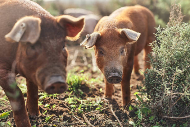 Go pig or go home Shot of pigs roaming around on a farm pig stock pictures, royalty-free photos & images