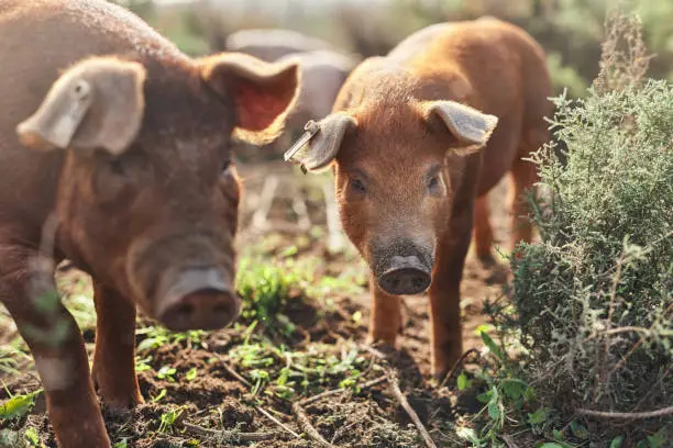 Shot of pigs roaming around on a farm