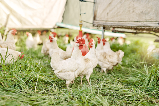 a farm of chickens that are on the ground