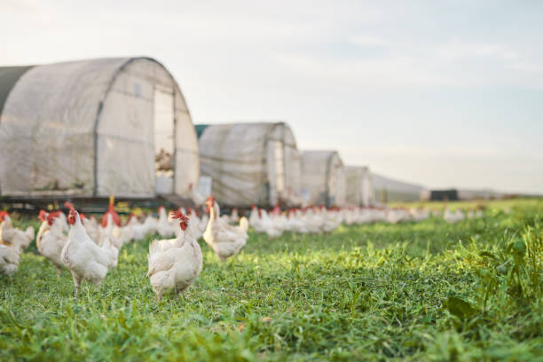 un lugar para que las aves de corral llamen hogar - chicken animal farm field fotografías e imágenes de stock