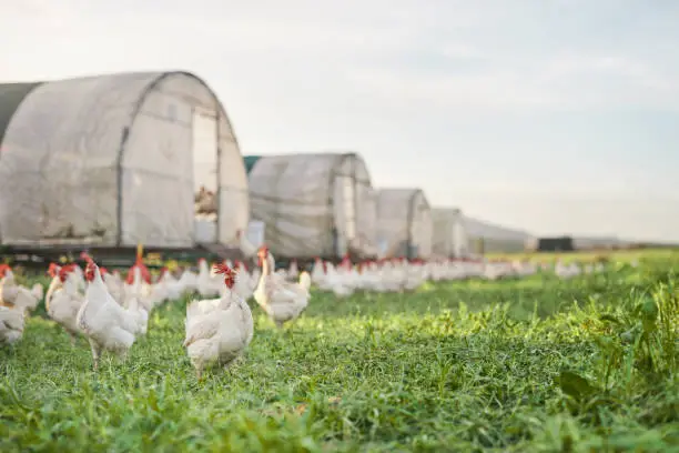 Shot of chickens and a henhouse on a farm