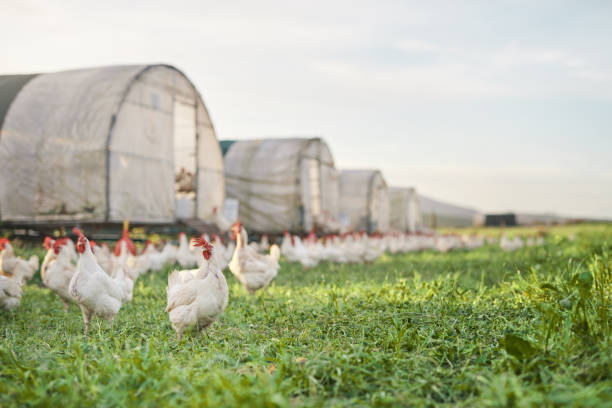 a place for poultry to call home - poultry imagens e fotografias de stock