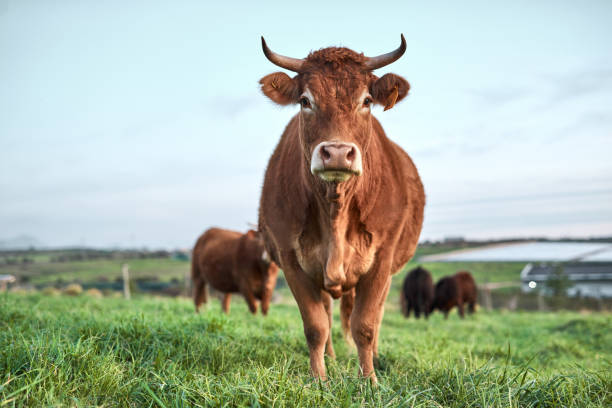 istock An-udder day, an-udder field to graze 1304018844