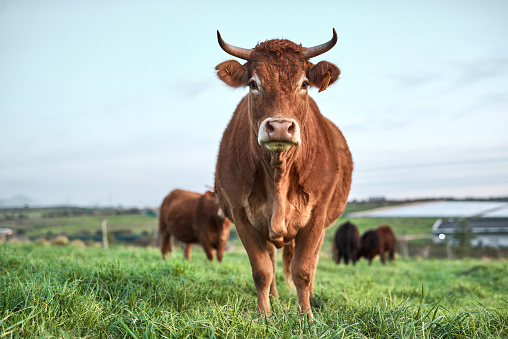 Shot of a herd of cows on a farm