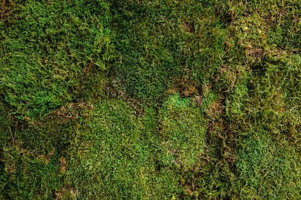 istock Stabilized natural green moss for home and office decoration 1304019004
