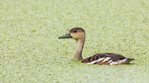 istock Wildlife whistling ducks chilling on green algae pond 1304020175