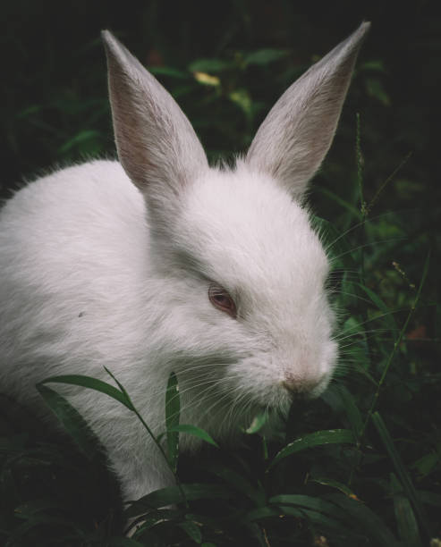 istock White bunny rabbit in the grass field closes up at in low angle. 1304021220