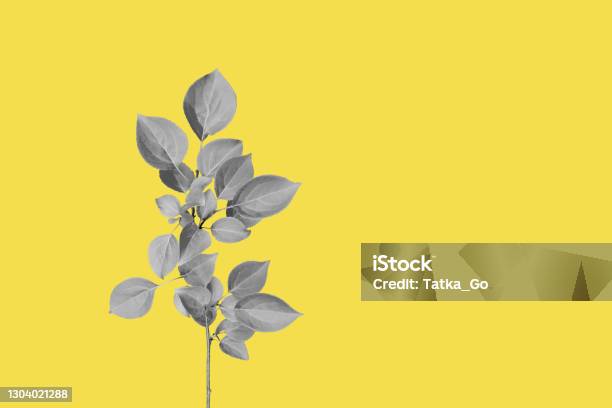 Isolated Gray Branch Of A Tree With Leaves On Yellow Background No Shadows Trend Color Of 2021 Year Stock Photo - Download Image Now