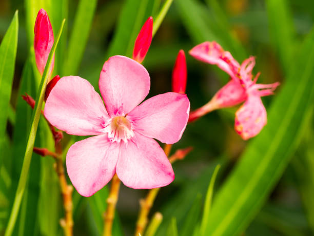 istock The Pink Oleander Blooming 1304021483