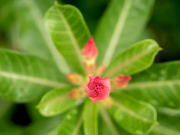 istock Top of Red Adenium Flower Growing 1304021520