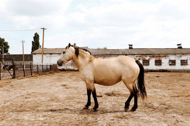 istock Beautiful beige and brown horse 1304021897