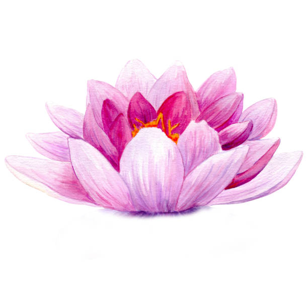 Watercolor lotus Watercolor Lotus flower on white background lotus water lily white flower stock illustrations