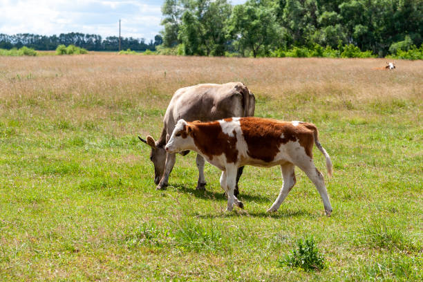 istock Country cows with calves. 1304024536