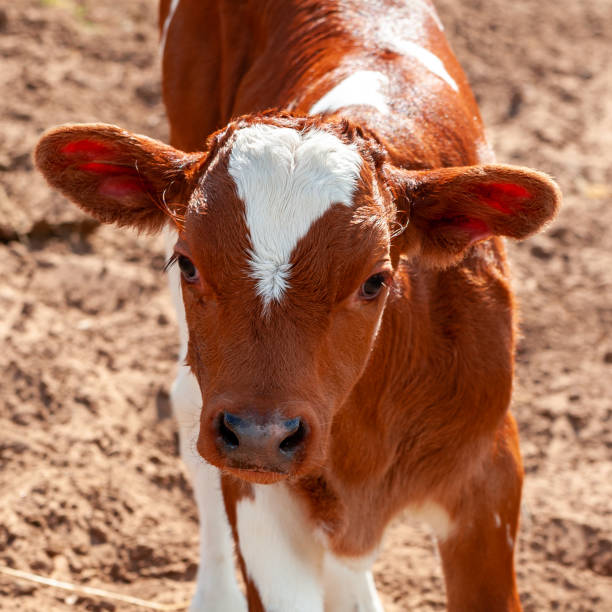 istock Cute red and white calf. 1304024546