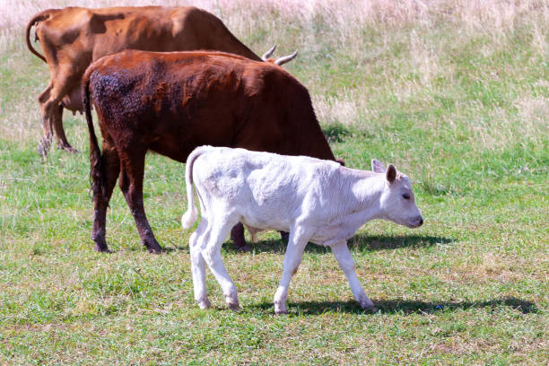 A white calf grazes with cows in a field at noon.