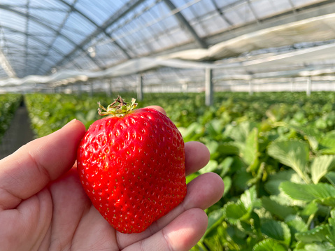 Big red Benihope Japanese Strawberry inside a long green house.