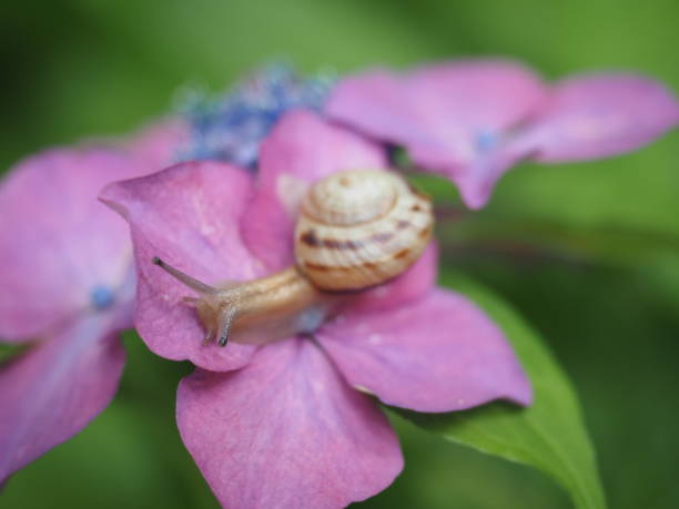 istock Hydrangea and snail. Taken during the rainy season. 1304027158