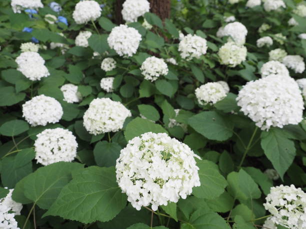 istock Hydrangea. Taken during the rainy season. 1304027192